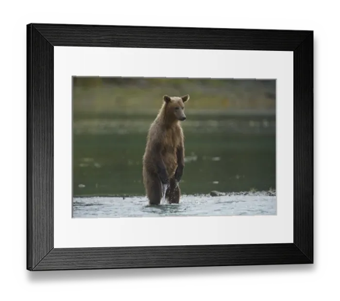 Framed Print : Alaska. Katmai NP. Coastal Brown Bear fishing for salmon Framed Print : Alaska. Katmai NP. Coastal Brown Bear fishing for salmon