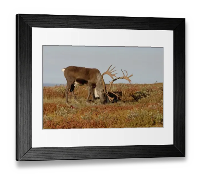 Framed Print : caribou, Rangifer tarandus, bull feeding on fall vegetation in Denali National Park