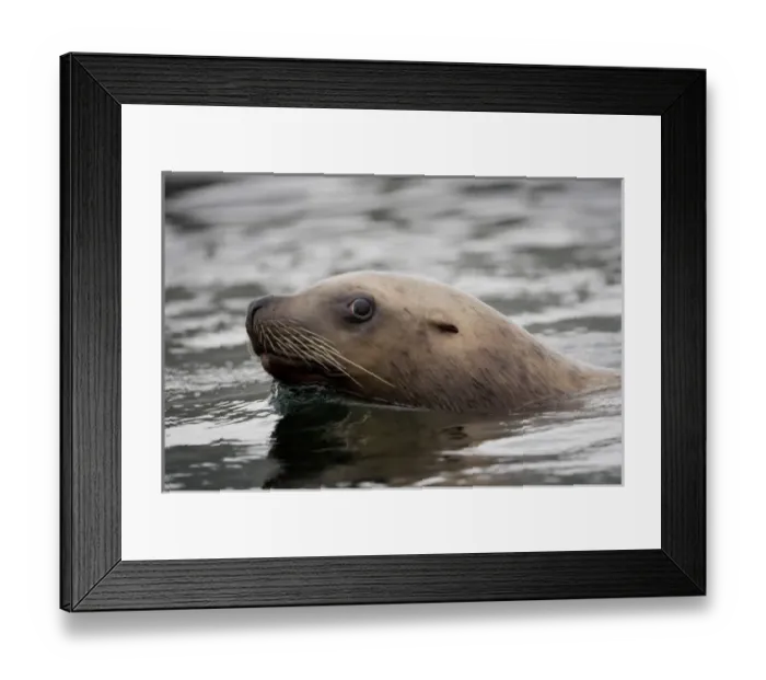 Framed Print : USA, North America, Alaska Framed Print : USA, North America, Alaska