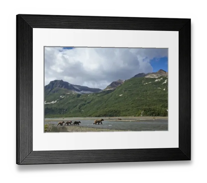 Framed Print : USA, Alaska, Katmai National Park, Grizzly Bear Sow (Ursus arctos) walks with three