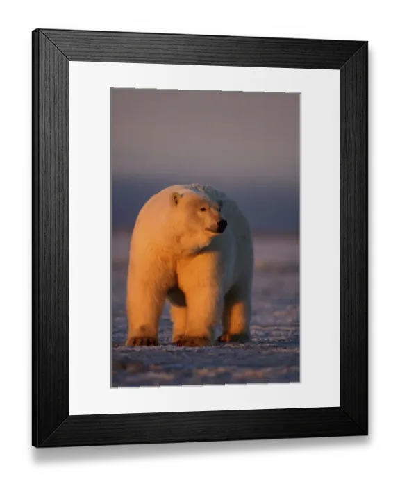 Framed Print : polar bear, Ursus maritimus, on the pack ice at sunset, 1002 coastal plain of Framed Print : polar bear, Ursus maritimus, on the pack ice at sunset, 1002 coastal plain of
