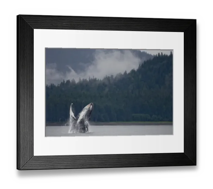Framed Print : USA, Alaska, Tongass National Forest, Humpback Whale (Megaptera novaengliae) breaching Framed Print : USA, Alaska, Tongass National Forest, Humpback Whale (Megaptera novaengliae) breaching