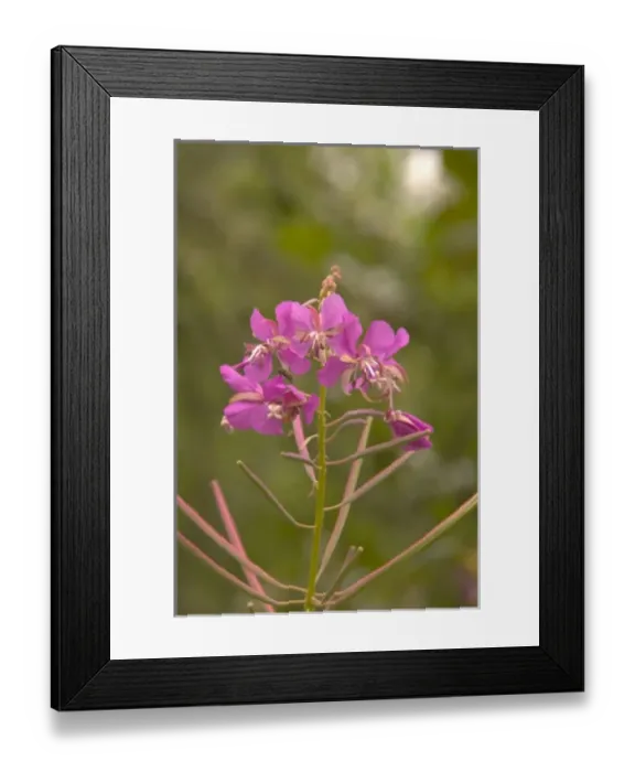 Framed Print : Magenta fireweed Fairbanks Alaska Framed Print : Magenta fireweed Fairbanks Alaska