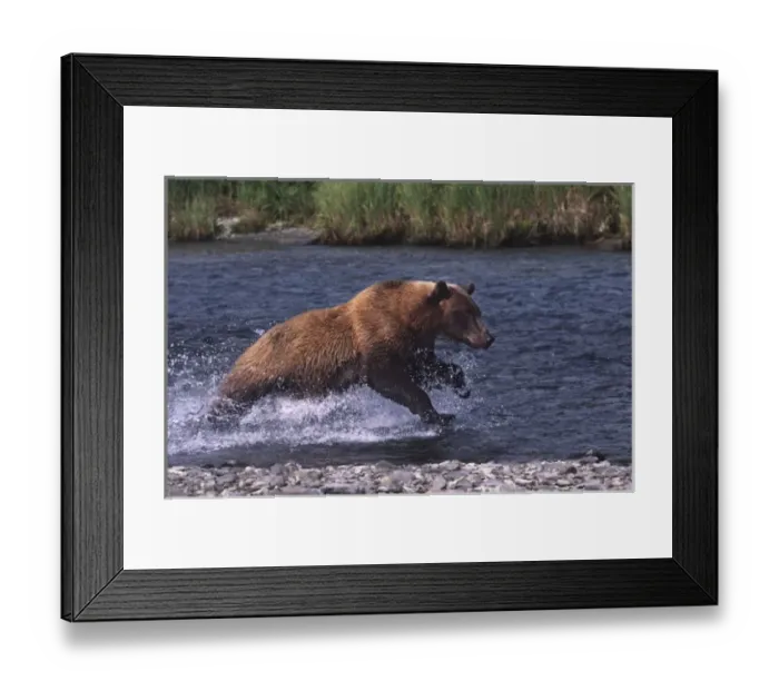 Framed Print : USA, Alaska, Kenai Peninsula. Alaskan brown bear (Ursus arctos) fishing for salmon Framed Print : USA, Alaska, Kenai Peninsula. Alaskan brown bear (Ursus arctos) fishing for salmon