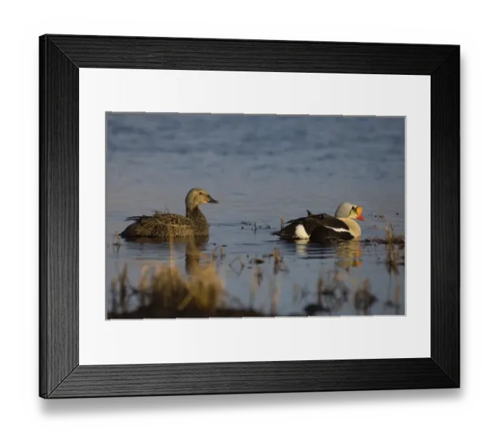 Framed Print : king eider, Somateria spectabilis, pair on a freshwater lake in the National Petroleum Reserves Framed Print : king eider, Somateria spectabilis, pair on a freshwater lake in the National Petroleum Reserves