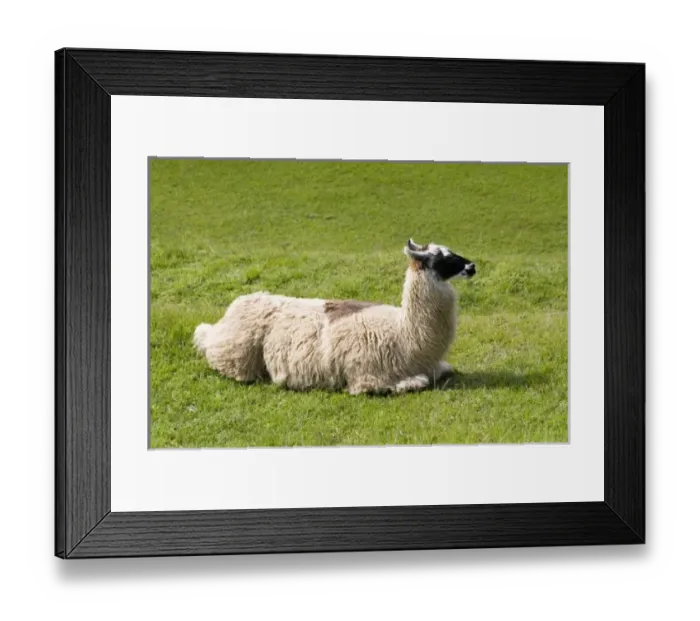 Framed Print : South America, Peru