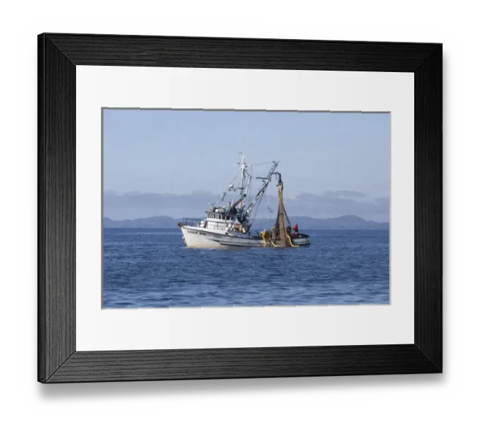 Framed Print : USA, Alaska, Southeast near Ketchikan, seine boats salmon fishing Framed Print : USA, Alaska, Southeast near Ketchikan, seine boats salmon fishing