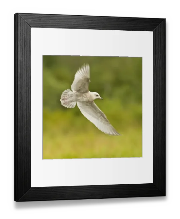 Framed Print : USA, North America, Alaska Framed Print : USA, North America, Alaska