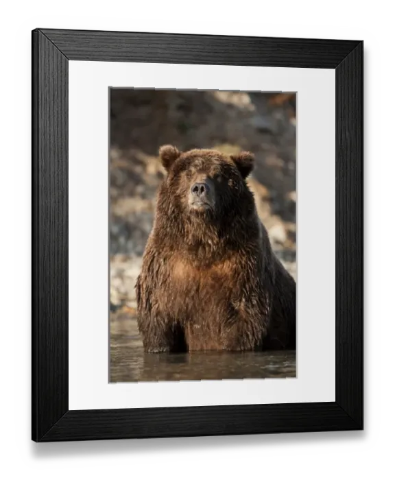 Framed Print : USA, Alaska, Katmai National Park, Adult male Coastal Brown Bear (Ursus arctos) sitting Framed Print : USA, Alaska, Katmai National Park, Adult male Coastal Brown Bear (Ursus arctos) sitting
