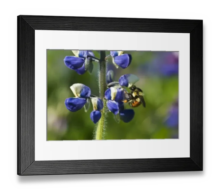 Framed Print : USA, Alaska, Inside Passage. Bee on lupine flower