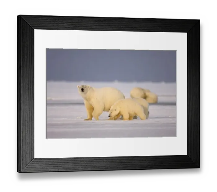 Framed Print : polar bear, Ursus maritimus, sow with cubs on the pack ice, 1002 coastal plain of Framed Print : polar bear, Ursus maritimus, sow with cubs on the pack ice, 1002 coastal plain of