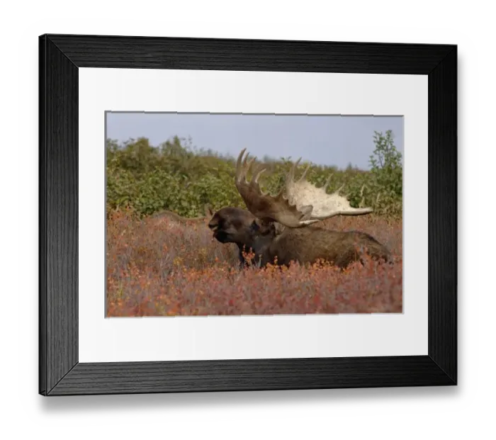 Framed Print : moose, Alces alces, bull resting on fall tundra in Denali National Park, interior Alaska Framed Print : moose, Alces alces, bull resting on fall tundra in Denali National Park, interior Alaska