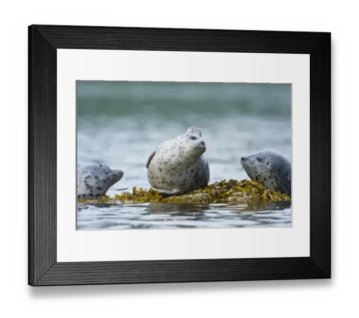 Framed Print : Alaska. Katmai NP. Harbor Seals Framed Print : Alaska. Katmai NP. Harbor Seals