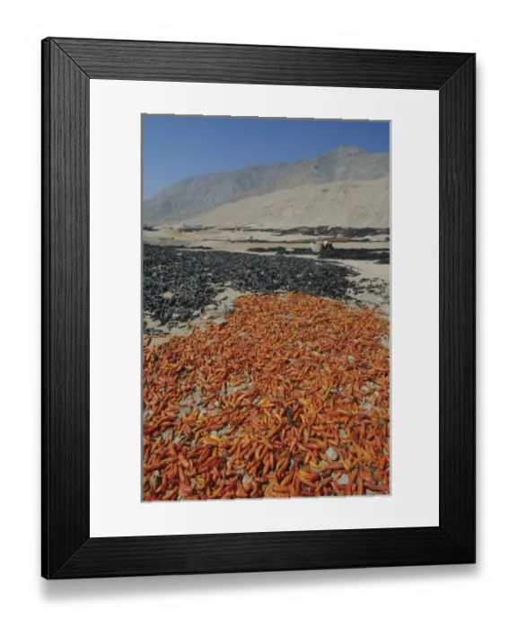 Framed Print : Peru, coastal desert north of Lima, drying peppers outdoors