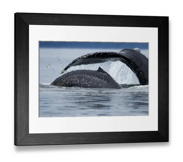 Framed Print : USA, Alaska, Tongass National Forest, Close-up of Humpback Whale and Calf (Megaptera Framed Print : USA, Alaska, Tongass National Forest, Close-up of Humpback Whale and Calf (Megaptera