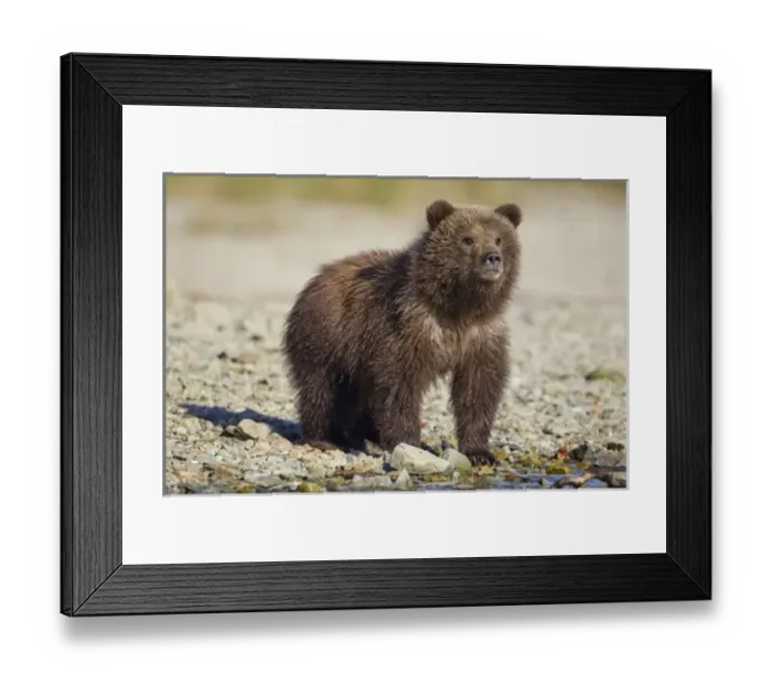 Framed Print : USA, North America, Alaska