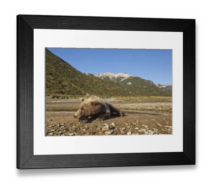 Framed Print : USA, Alaska, Katmai National Park, Grizzly Bear (Ursus arctos) resting on tidal flats Framed Print : USA, Alaska, Katmai National Park, Grizzly Bear (Ursus arctos) resting on tidal flats