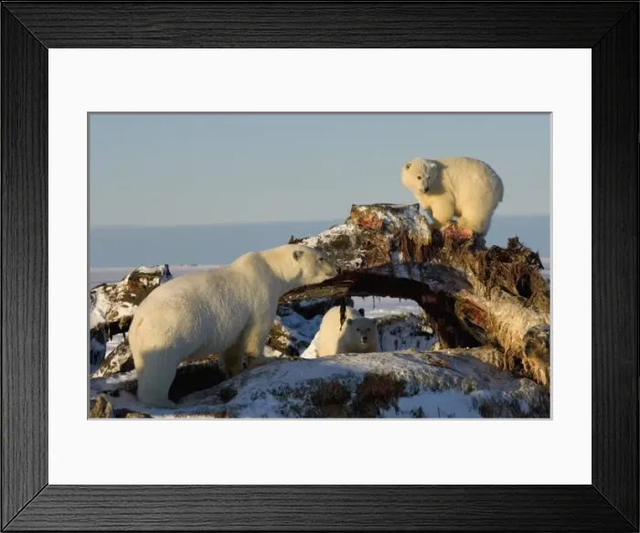 Framed Print : USA, North America, Alaska Framed Print : USA, North America, Alaska