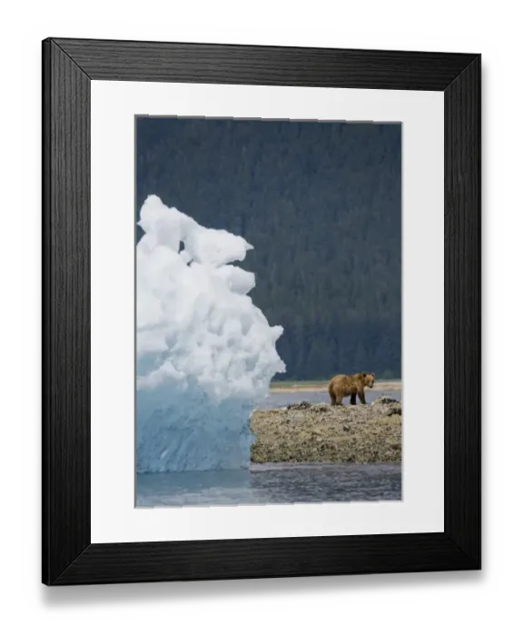 Framed Print : USA, Alaska, Tracy Arm - Fords Terror Wilderness, Brown (Grizzly) Bear (Ursus arctos)