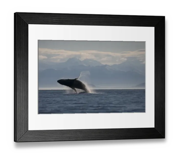 Framed Print : USA, Alaska, Tongass National Forest, Humpback Whale (Megaptera novaengliae) breaching Framed Print : USA, Alaska, Tongass National Forest, Humpback Whale (Megaptera novaengliae) breaching