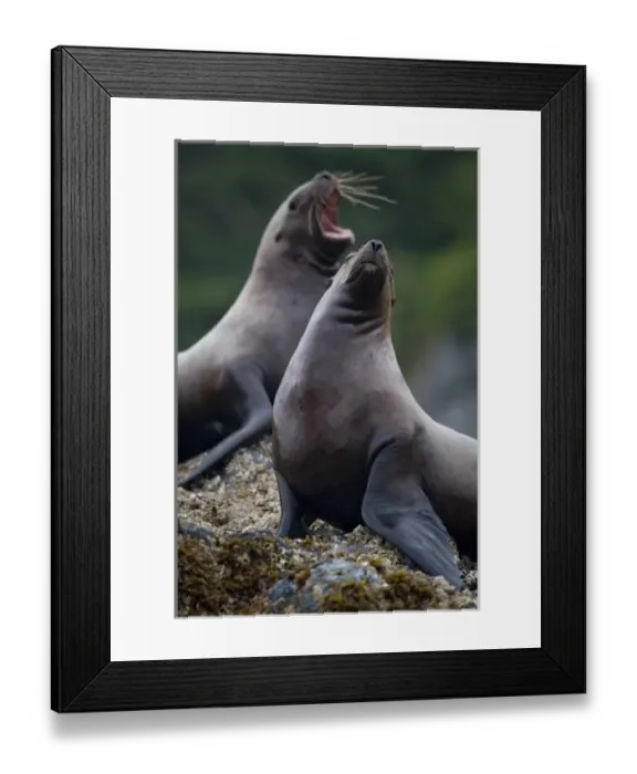 Framed Print : USA, Alaska, Tongass National Forest, Steller sea lions (Eumetopias jubatus) resting Framed Print : USA, Alaska, Tongass National Forest, Steller sea lions (Eumetopias jubatus) resting
