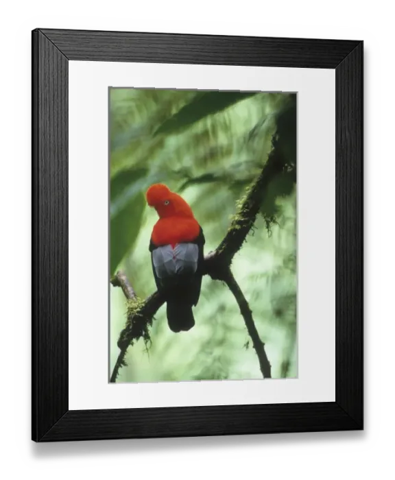 Framed Print : Andean Cock-of-the-Rock (Rupicola peruviana) Cloud Forest, Male on Lek, Eastern Andes Framed Print : Andean Cock-of-the-Rock (Rupicola peruviana) Cloud Forest, Male on Lek, Eastern Andes