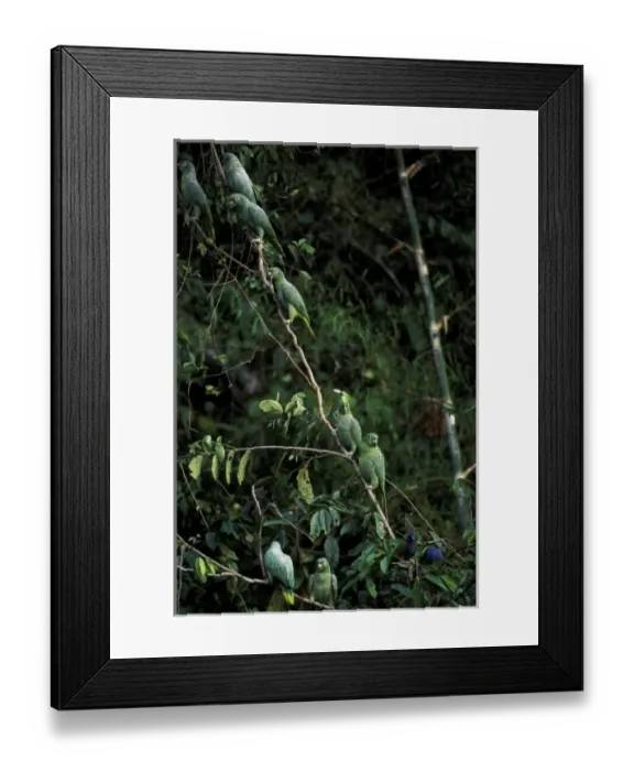Framed Print : South America, Peru, Rainforest. Mealy Parrots Framed Print : South America, Peru, Rainforest. Mealy Parrots