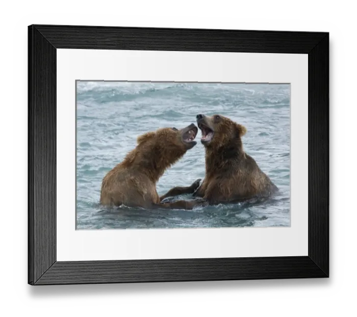 Framed Print : USA, Alaska, McNeil River. Grizzly or brown bear Framed Print : USA, Alaska, McNeil River. Grizzly or brown bear