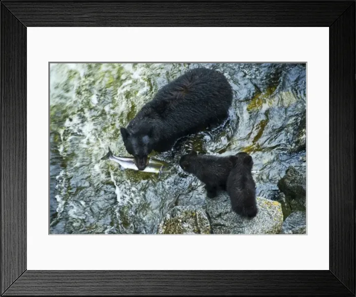 Framed Print : USA, Alaska, Inside Passage. Mother black bear with salmon and cubs on Anan Creek Framed Print : USA, Alaska, Inside Passage. Mother black bear with salmon and cubs on Anan Creek