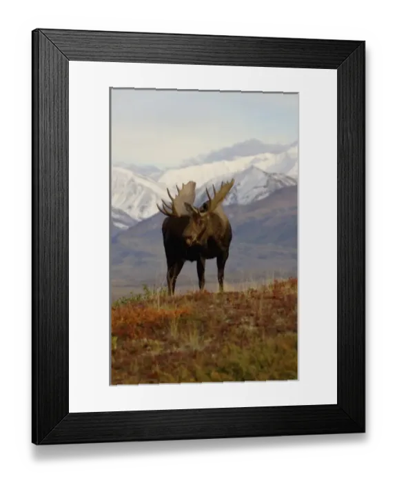 Framed Print : moose, Alces alces, bulls walking on fall tundra in Denali National Park, interior Alaska