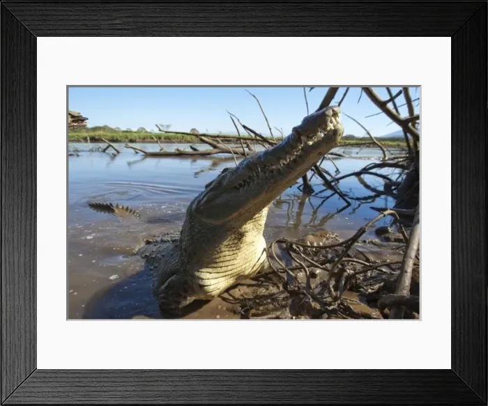 Framed Print : Costa Rica, Tarcoles, American Crocodile (Crocodylus acutus) emerges from muddy water Framed Print : Costa Rica, Tarcoles, American Crocodile (Crocodylus acutus) emerges from muddy water