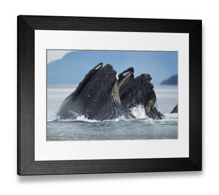 Framed Print : USA, Alaska, Tongass National Forest, Humpback Whales (Megaptera novaengliae) lunge Framed Print : USA, Alaska, Tongass National Forest, Humpback Whales (Megaptera novaengliae) lunge