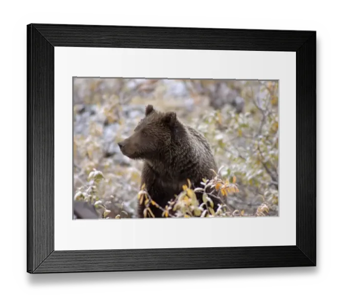 Framed Print : USA, North America, Alaska Framed Print : USA, North America, Alaska