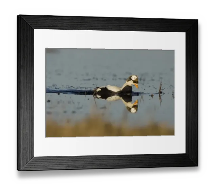 Framed Print : spectacled eider, Somateria fischeri, male on a freshwater lake, National Petroleum Reserves Framed Print : spectacled eider, Somateria fischeri, male on a freshwater lake, National Petroleum Reserves