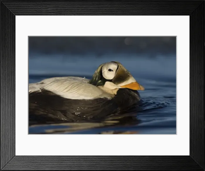 Framed Print : USA, North America, Alaska Framed Print : USA, North America, Alaska