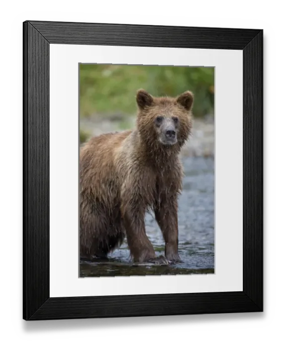 Framed Print : USA, North America, Alaska