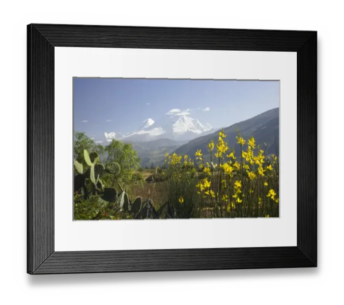 Framed Print : Cactus and bush with yellow flowers, snow-capped Andes Mountains in distance Framed Print : Cactus and bush with yellow flowers, snow-capped Andes Mountains in distance