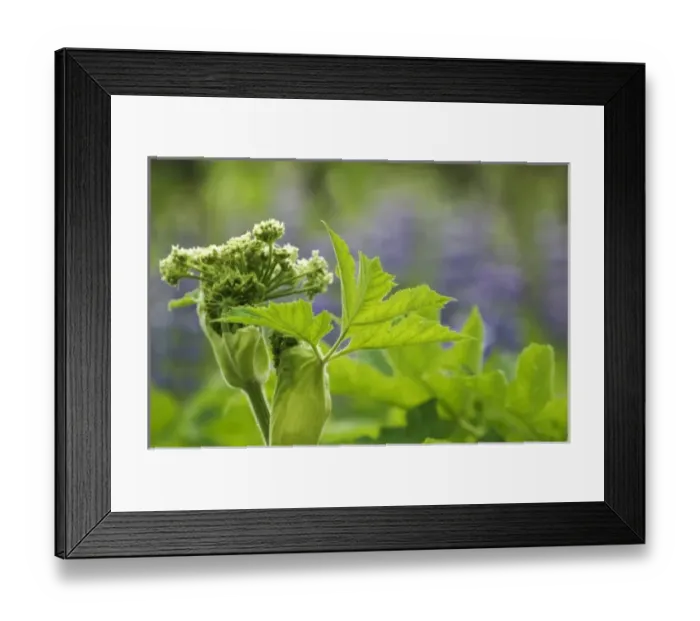 Framed Print : USA, North America, Alaska Framed Print : USA, North America, Alaska