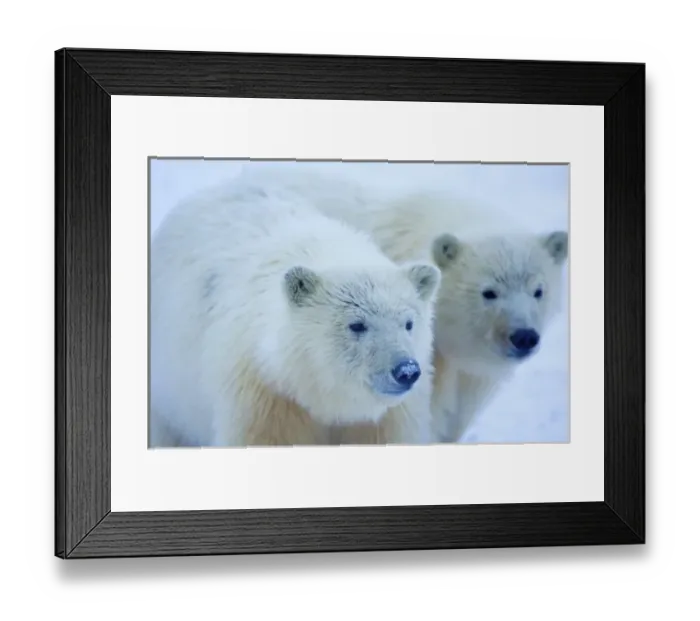 Framed Print : polar bear, Ursus maritimus, cubs play, 1002 coastal plain of the Arctic National Wildlife Refuge Framed Print : polar bear, Ursus maritimus, cubs play, 1002 coastal plain of the Arctic National Wildlife Refuge