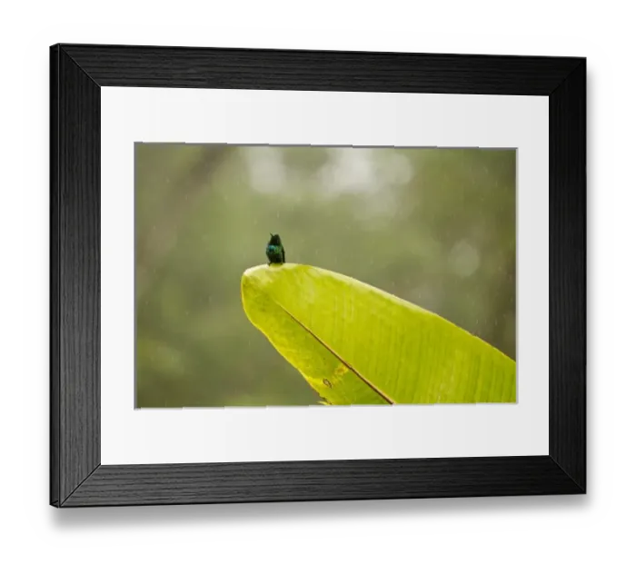Framed Print : Central America, Costa Rica