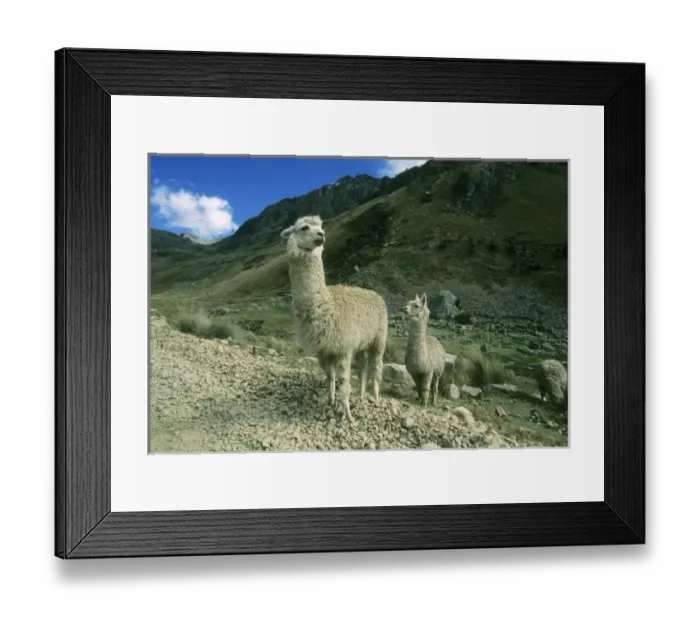 Framed Print : Alpaca, (Lama pacos), re-introduced into Huascaran National Park, Andes, Peru Framed Print : Alpaca, (Lama pacos), re-introduced into Huascaran National Park, Andes, Peru