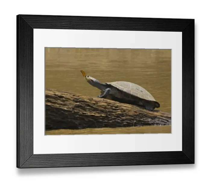 Framed Print : Peru, Amazon River Basin, Madre de Dios, Turtle atop rock with butterfly on its nose Framed Print : Peru, Amazon River Basin, Madre de Dios, Turtle atop rock with butterfly on its nose