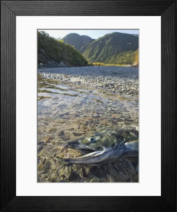 Framed Print : USA, Alaska, Katmai National Park, Remains of Chum Salmon (Oncorhynchus keta) partially