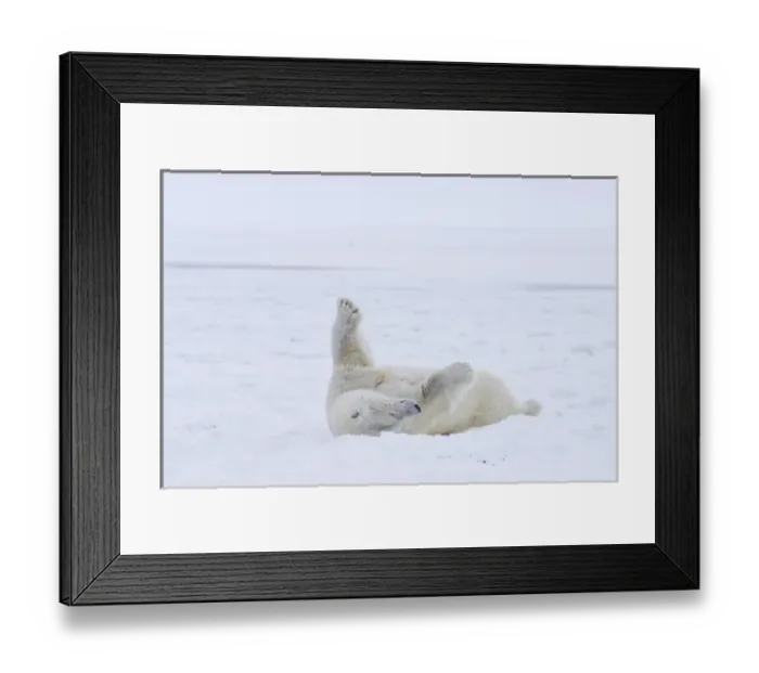 Framed Print : polar bear, Ursus maritimus, cub rolling around on the pack ice, 1002 coastal plain Framed Print : polar bear, Ursus maritimus, cub rolling around on the pack ice, 1002 coastal plain