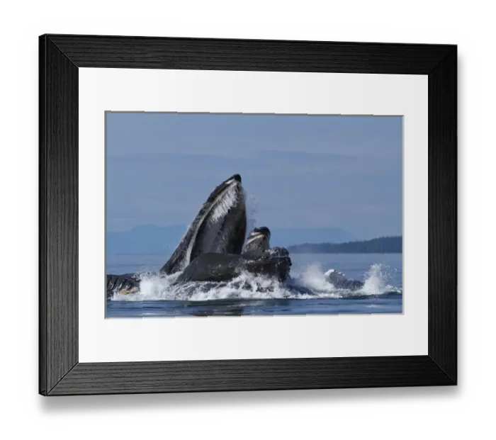 Framed Print : USA, Alaska, Angoon, Humpback Whales (Megaptera novaengliae) lunge from sea while Framed Print : USA, Alaska, Angoon, Humpback Whales (Megaptera novaengliae) lunge from sea while