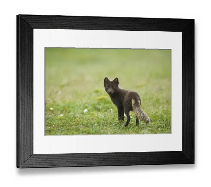 Framed Print : USA, North America, Alaska Framed Print : USA, North America, Alaska