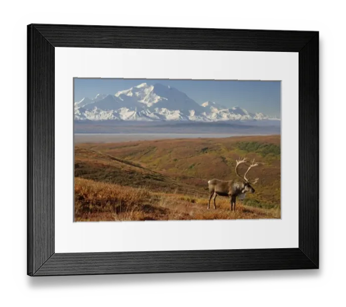 Framed Print : caribou, Rangifer tarandus, bull in fall colors with Mount McKinley in the background Framed Print : caribou, Rangifer tarandus, bull in fall colors with Mount McKinley in the background