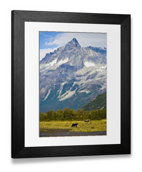 Framed Print : USA. Alaska. Katmai Tableau- A coastal brown bear and bull moose in a meadow at Kukak Bay Framed Print : USA. Alaska. Katmai Tableau- A coastal brown bear and bull moose in a meadow at Kukak Bay