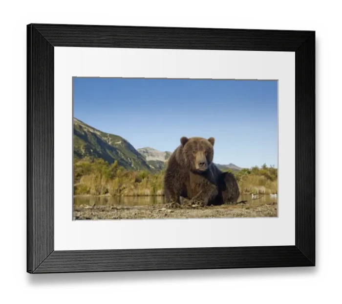Framed Print : USA, Alaska, Katmai National Park, Grizzly Bear Sow (Ursus arctos) rests while feeding Framed Print : USA, Alaska, Katmai National Park, Grizzly Bear Sow (Ursus arctos) rests while feeding