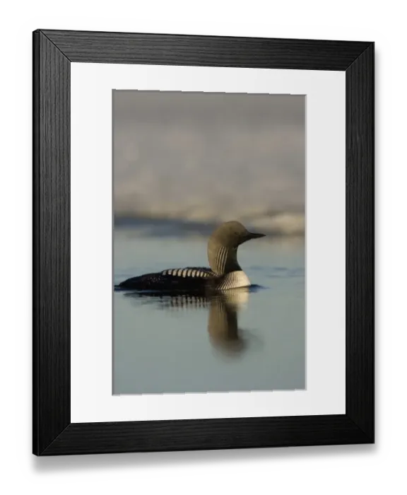 Framed Print : USA, North America, Alaska Framed Print : USA, North America, Alaska